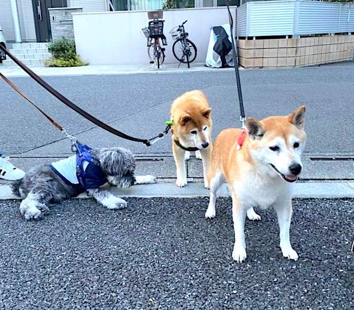 柴犬,シュナウザー